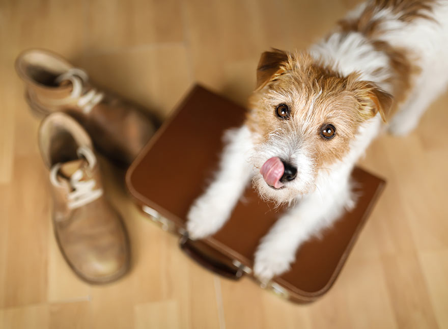 Pet Friendly Stays